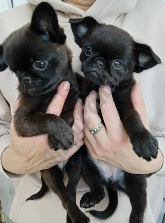 Такая собачка будет только у Вас