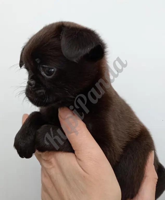 Милота из Тулы девочка эксклюзив