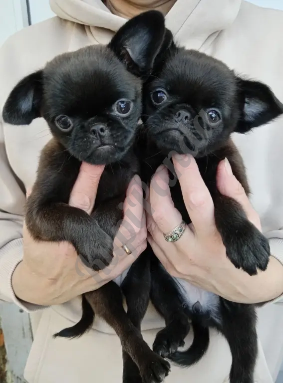 Такая собачка будет только у Вас