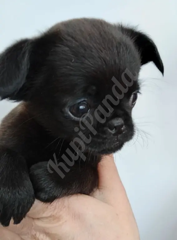 Милота из Тулы девочка эксклюзив