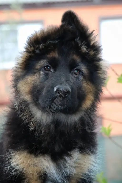 Щенки немецкой овчарки с документами РКФ. Отборное разведение