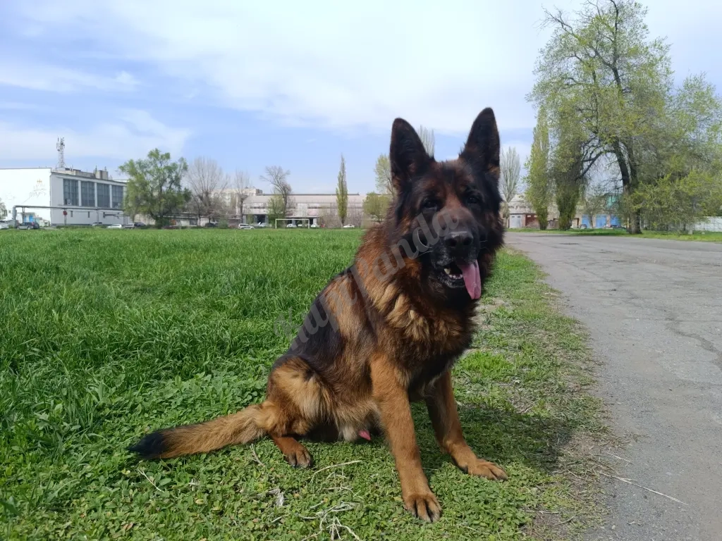 Щенки немецкой овчарки с документами РКФ. Отборное разведение
