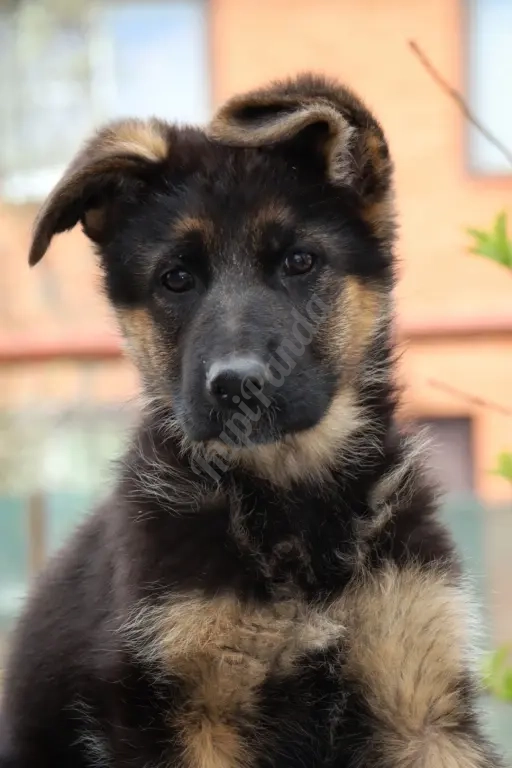 Щенки немецкой овчарки с документами РКФ. Отборное разведение