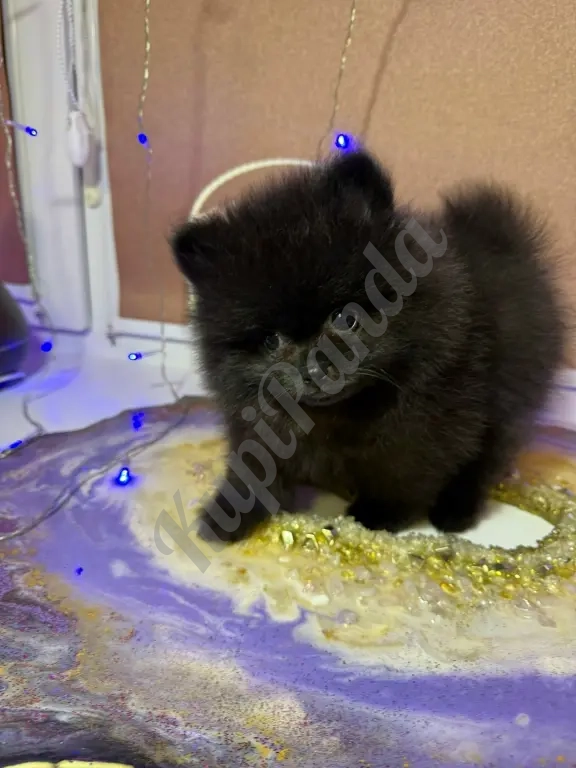 Померанский шпиц щенок