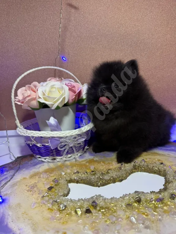 Померанский шпиц щенок