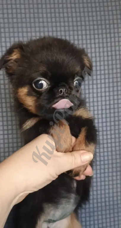 Малый брабансон девочка