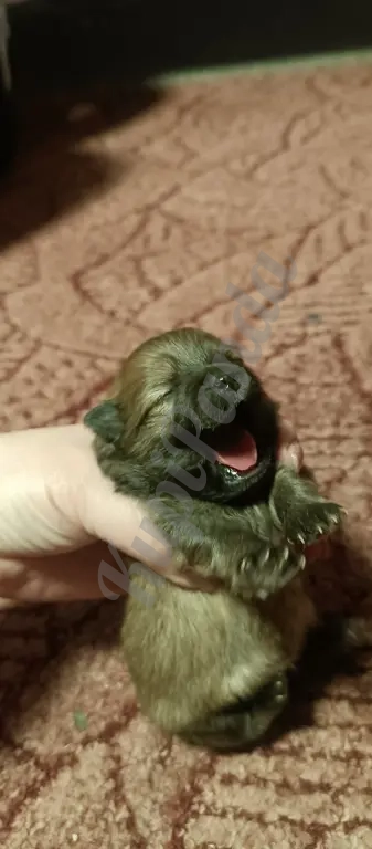 Продам щенков померанского шпица