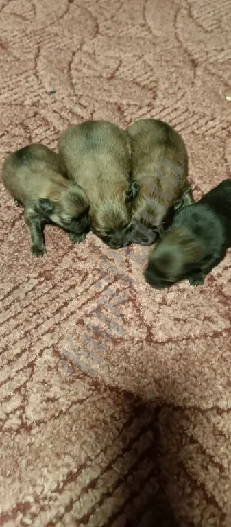 Продам щенков померанского шпица