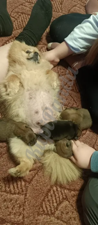 Продам щенков померанского шпица