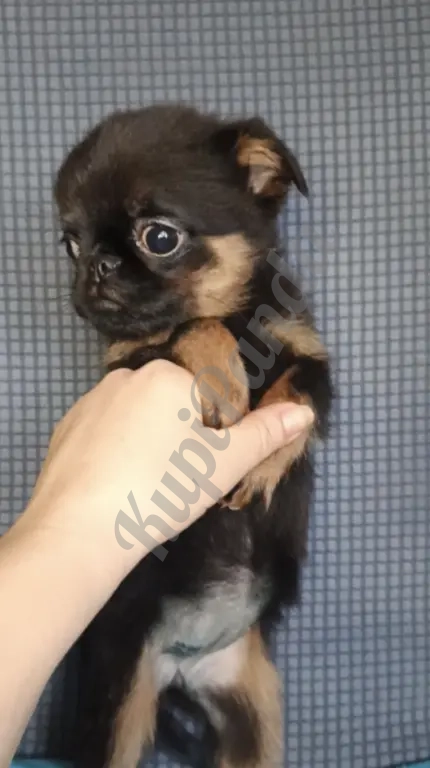 Малый брабансон девочка