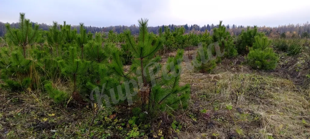 Продажа хвойных и лиственных пород с питомника
