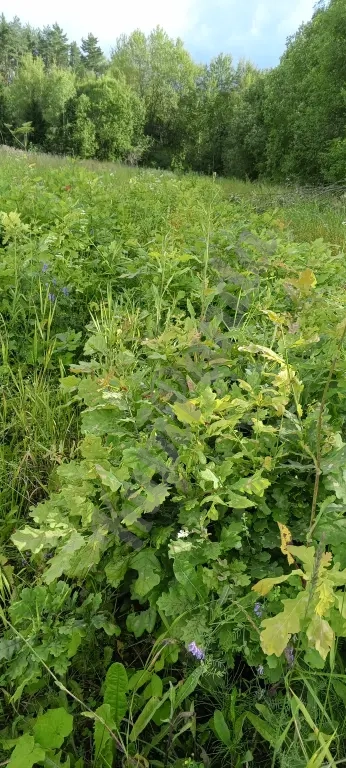 Продажа хвойных и лиственных пород с питомника