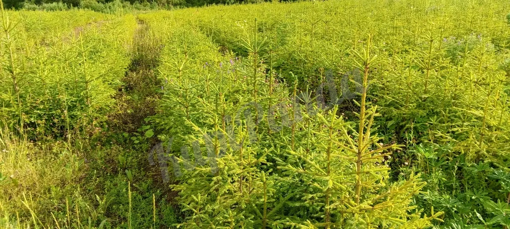 Продажа хвойных и лиственных пород с питомника