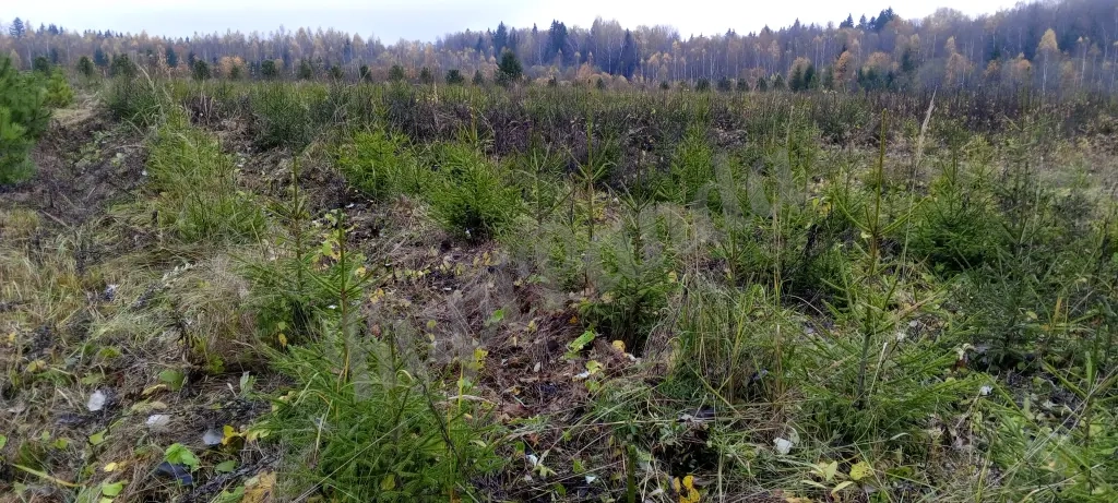 Продажа хвойных и лиственных пород с питомника