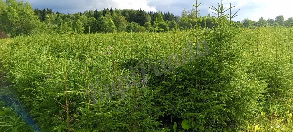 Продажа хвойных и лиственных пород с питомника