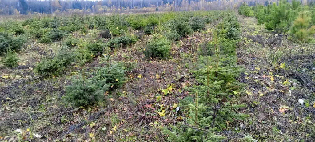 Продажа хвойных и лиственных пород с питомника