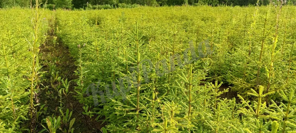 Продажа хвойных и лиственных пород с питомника