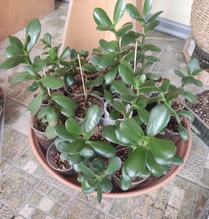 Продаю толстянки (крассула овата) в розницу и оптом.