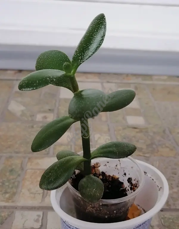 Продаю толстянки (крассула овата) в розницу и оптом.