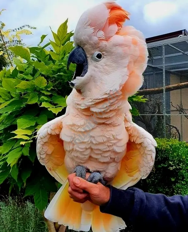 Моллукский какаду (Cacatua moluccensis) птенецы выкормыши
