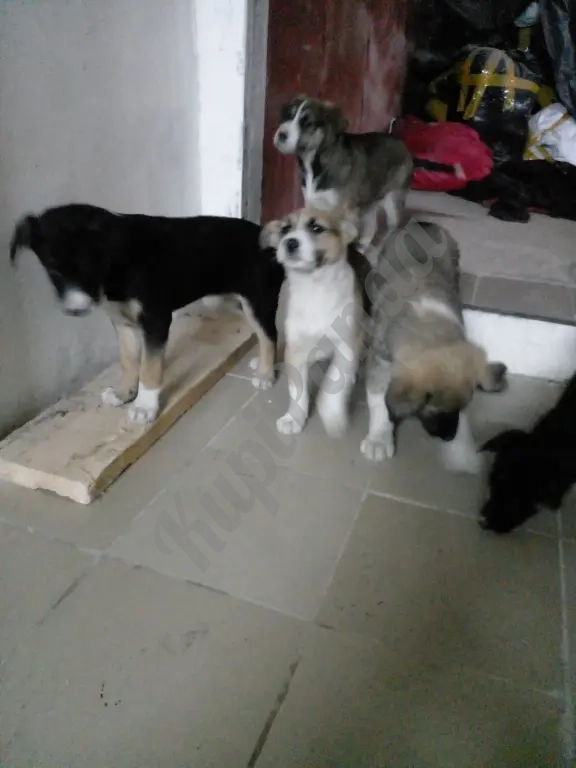 Щенки дворняжки 2 месяца