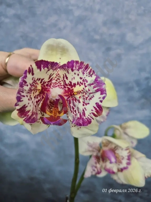 Орхидея фаленопсис