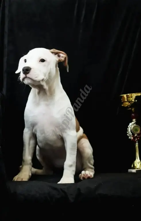 Красивые суки Амстаффтерьера 6 месяцев