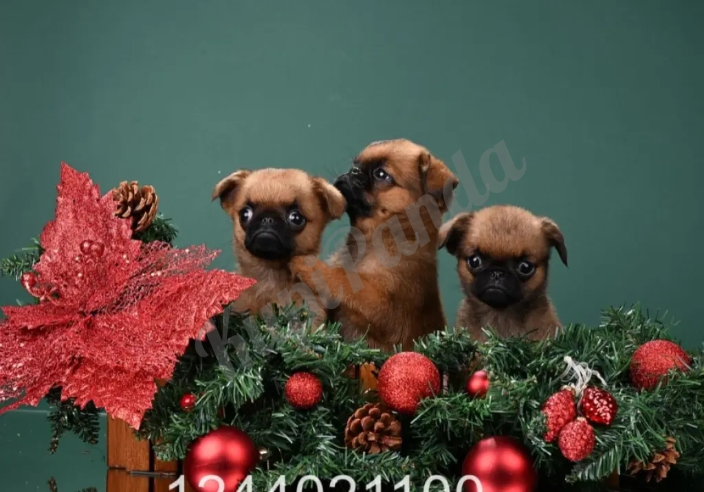 Щенки пти-брабансона мальчики и девочки