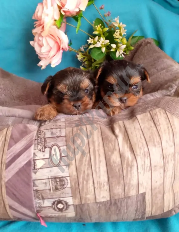 Мини девочки йорки