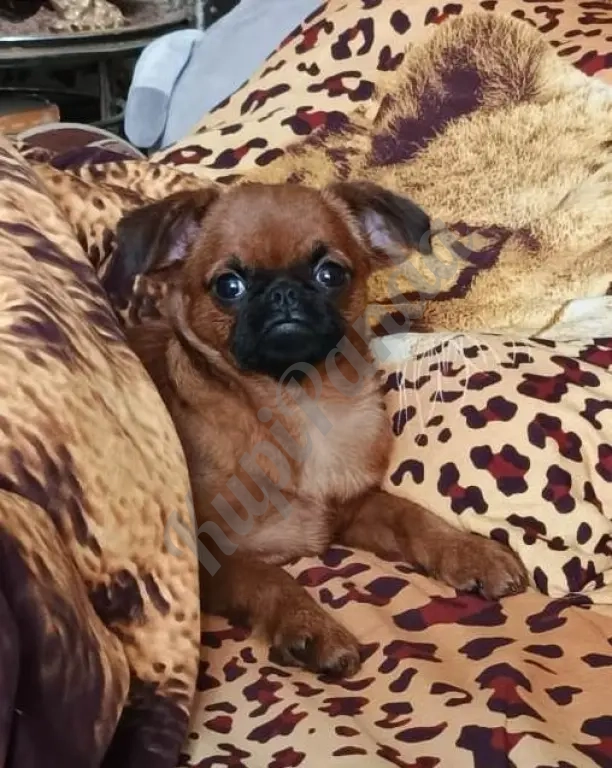 пти-брабансон девочка 4 мес.