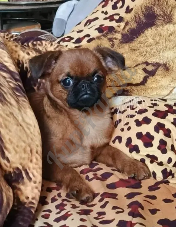 пти-брабансон девочка 4 мес.