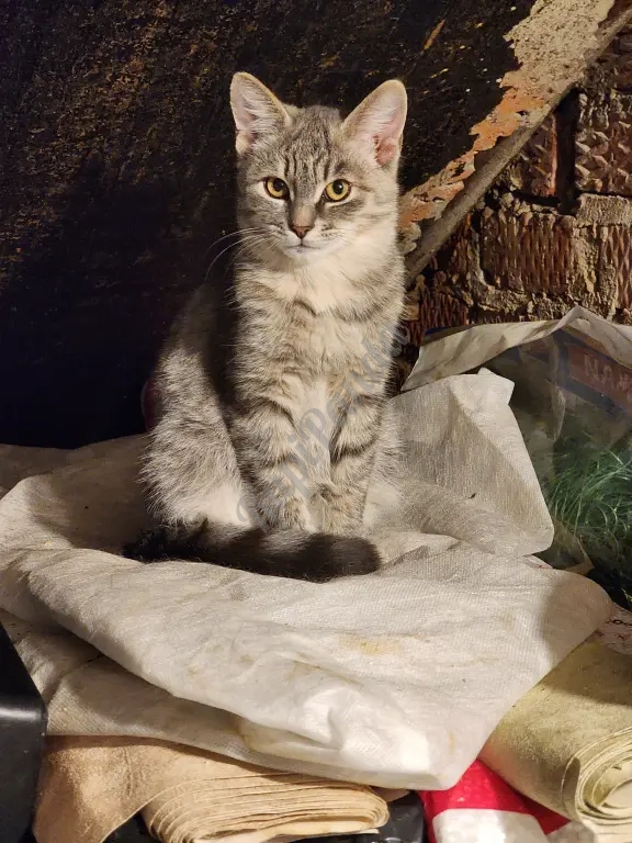 кошечка добрая, красивая, три месяца.
