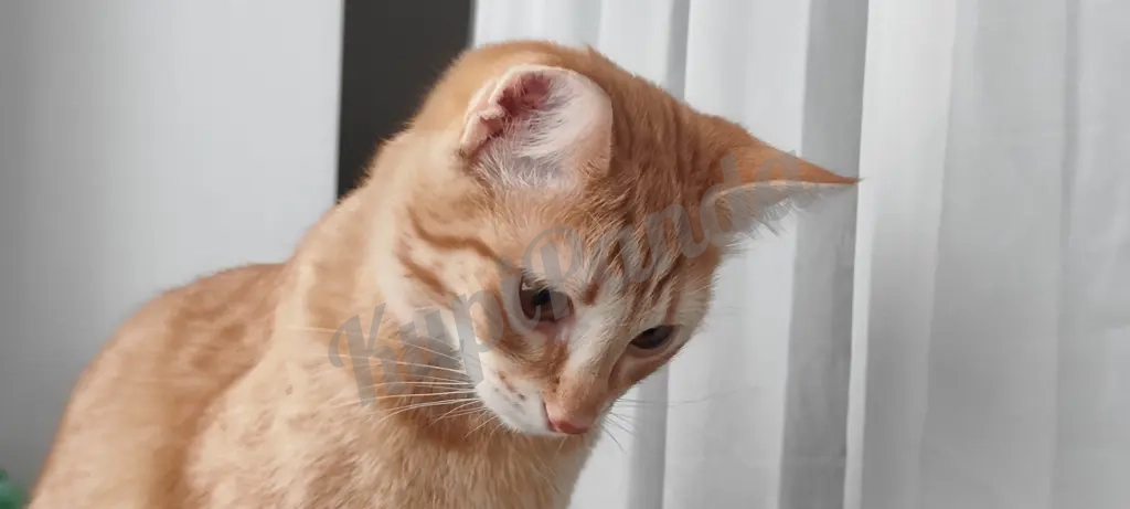 Котёнок рыжий Вишенка