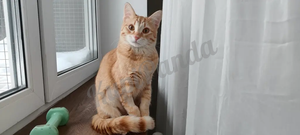 Котёнок рыжий Вишенка