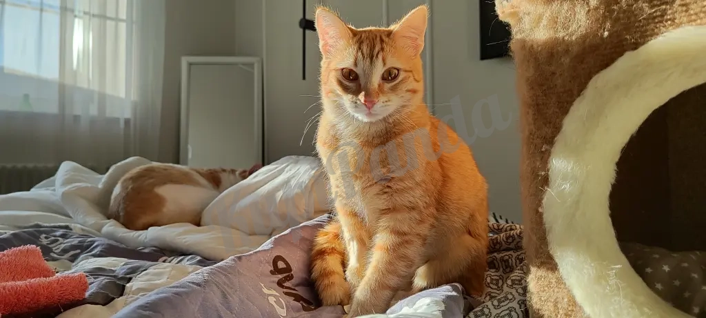 Котёнок рыжий Вишенка