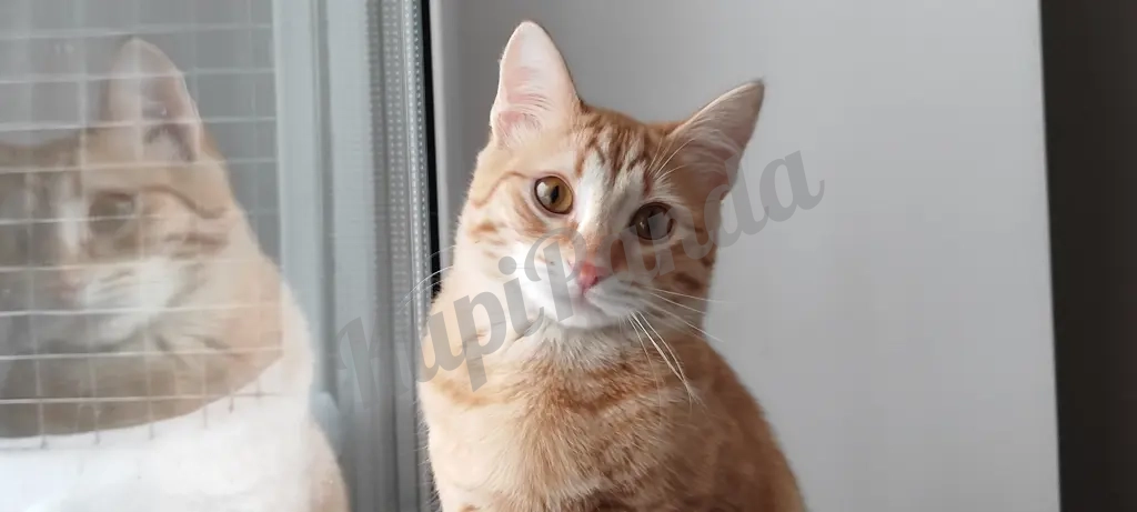 Котёнок рыжий Вишенка