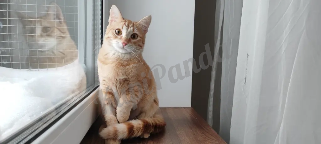 Котёнок рыжий Вишенка