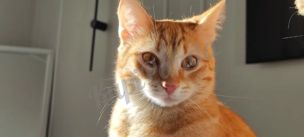 Котёнок рыжий Вишенка