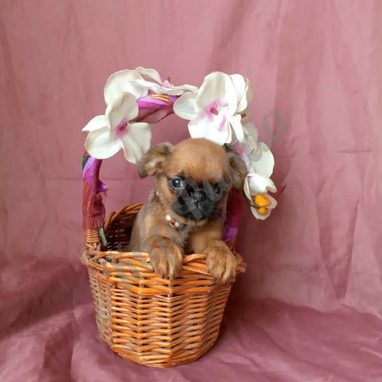 Девочка пти-брабансон