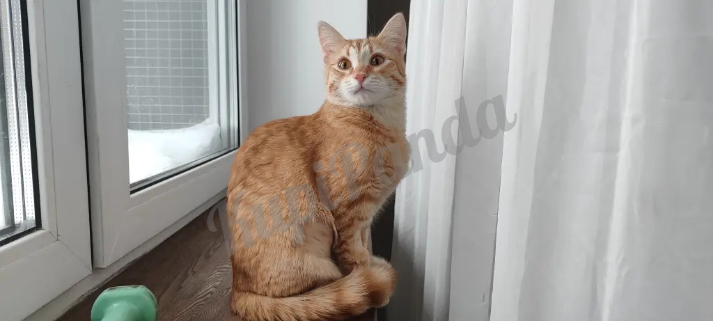 Котёнок рыжий Вишенка