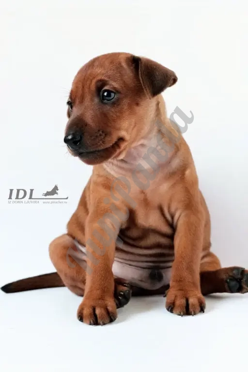 Щенки цвергпинчера, пинчера из питомника