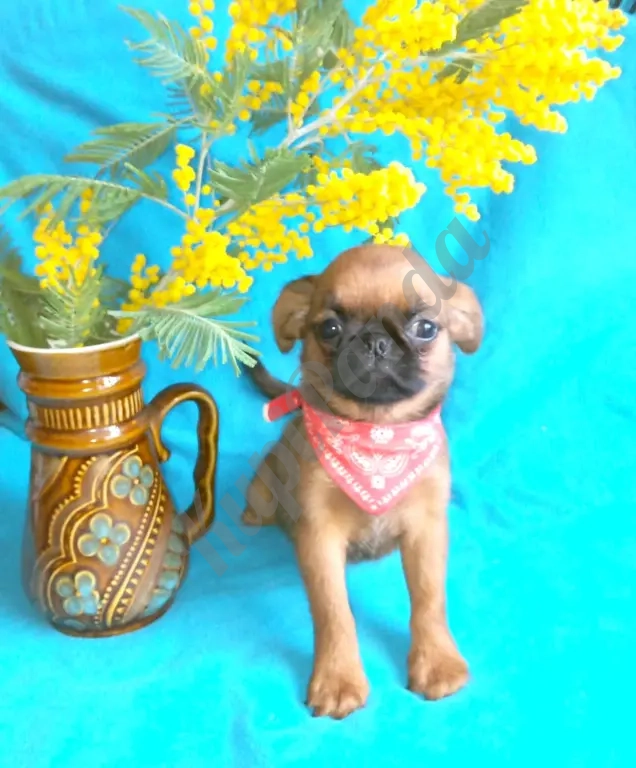 Малый брабансон рыжая девочка