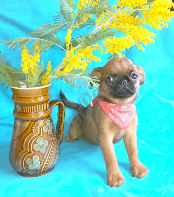 Малый брабансон рыжая девочка