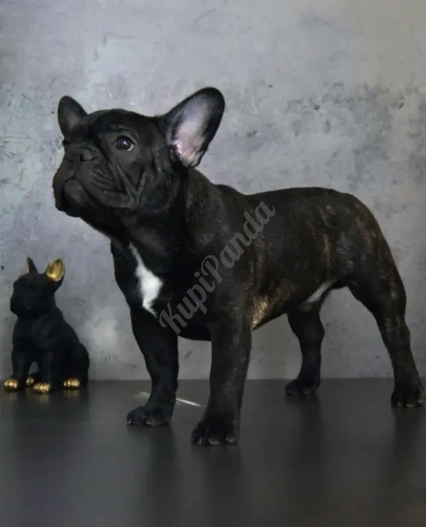 Щенки французского бульдога от питомника ORHIDE D'ORE (FCI)