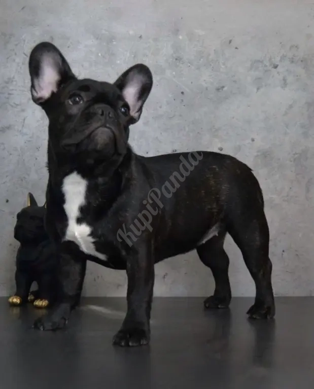 Щенки французского бульдога от питомника ORHIDE D'ORE (FCI)
