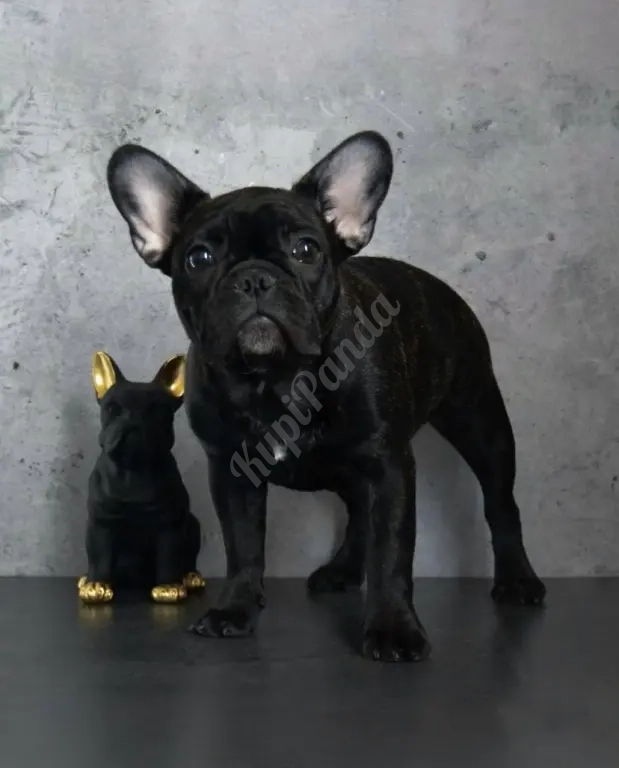 Щенки французского бульдога от питомника ORHIDE D'ORE (FCI)