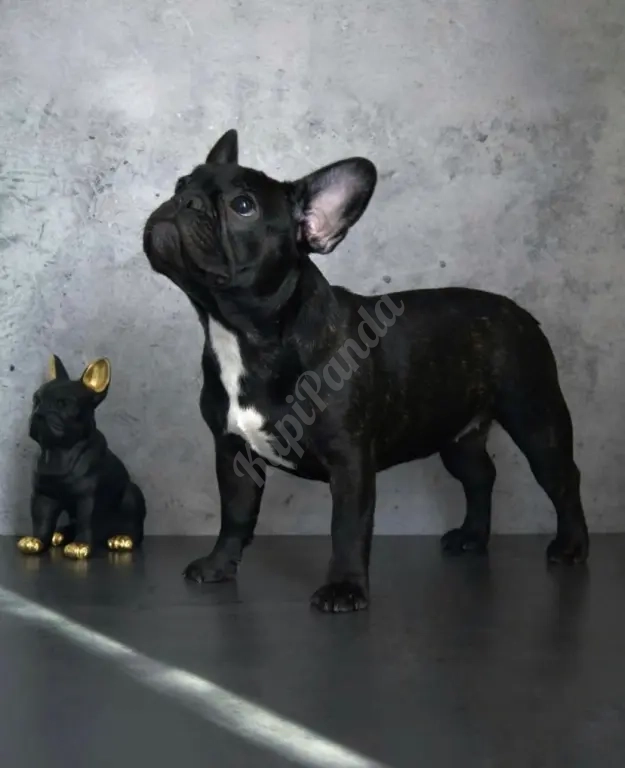 Щенки французского бульдога от питомника ORHIDE D'ORE (FCI)