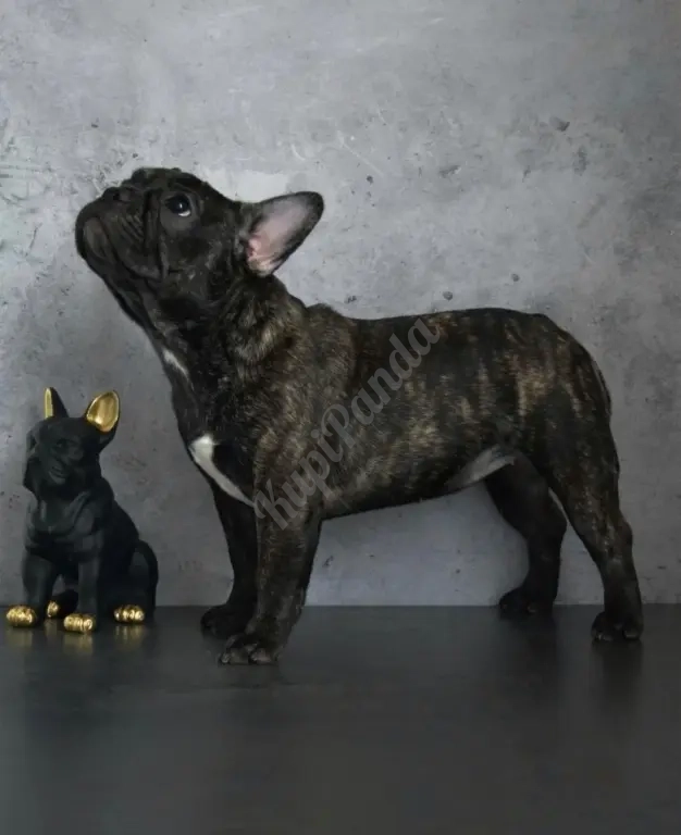 Щенки французского бульдога от питомника ORHIDE D'ORE (FCI)