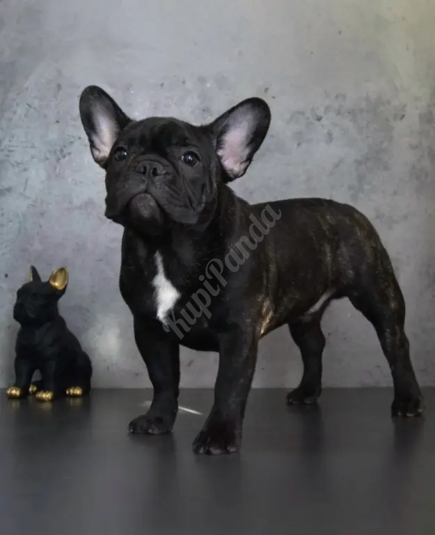 Щенки французского бульдога от питомника ORHIDE D'ORE (FCI)