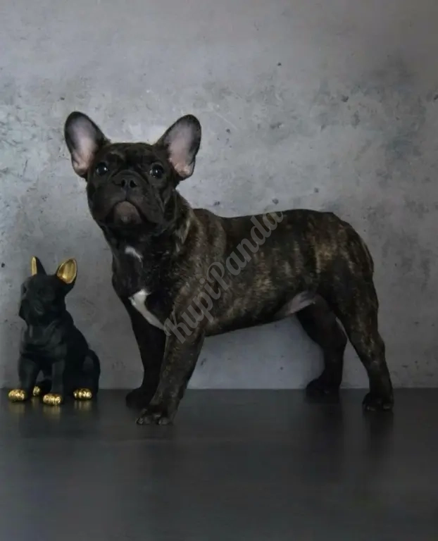 Щенки французского бульдога от питомника ORHIDE D'ORE (FCI)
